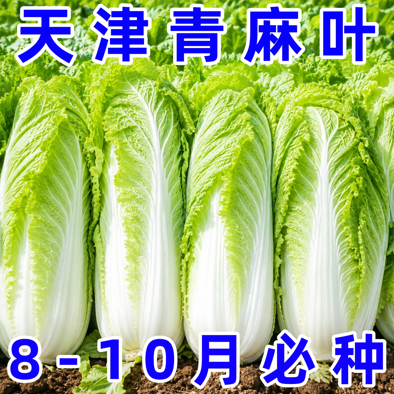 天津青麻叶大白菜种子高产四季