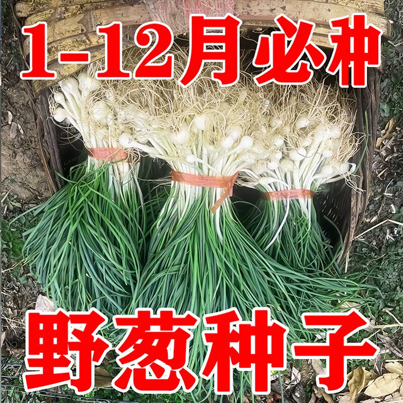 小根蒜野葱种子四季播高产易活