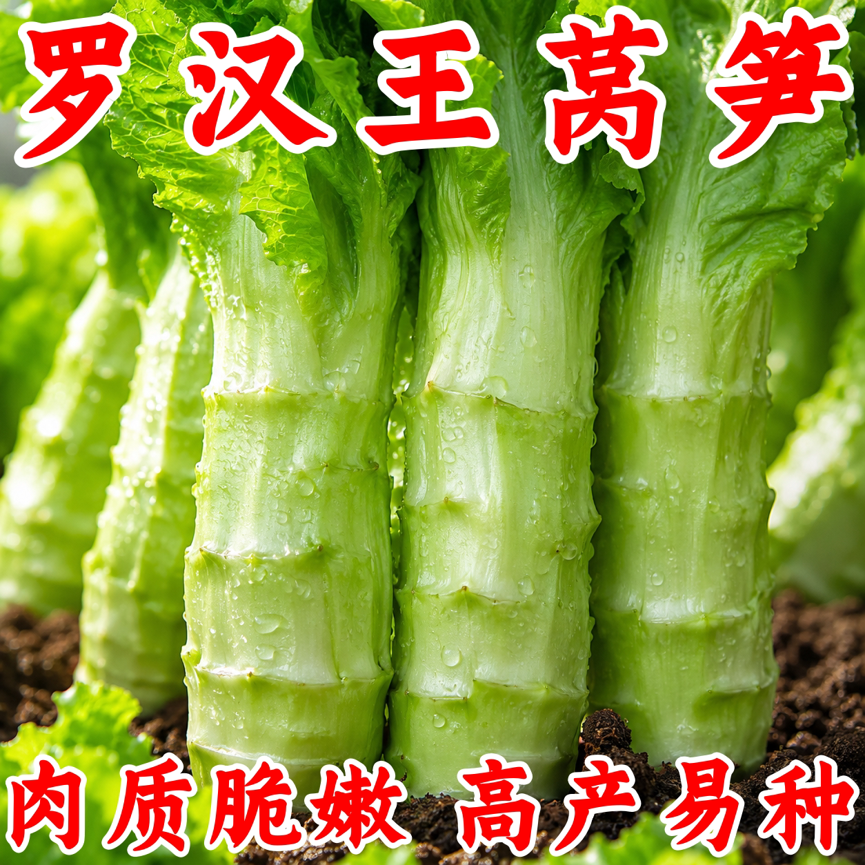 罗汉王莴笋种子耐热耐寒绿心尖叶