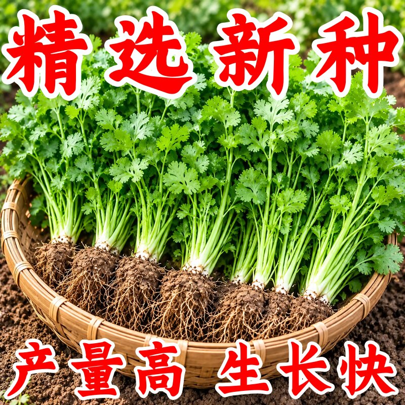 山东速生小叶香菜种子四季播
