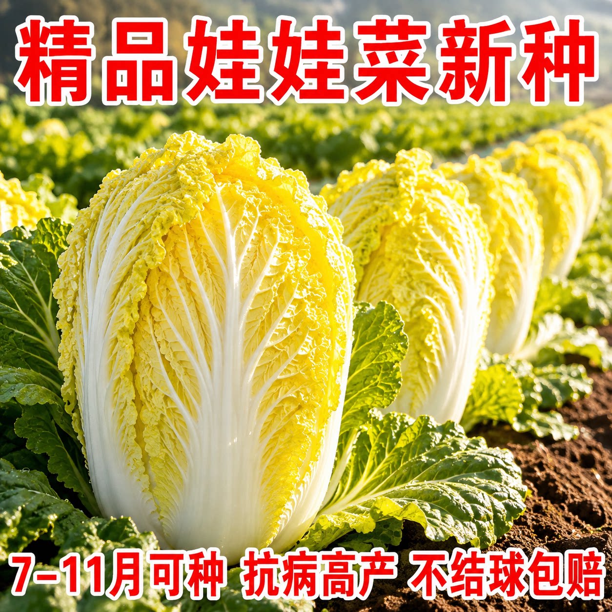 正宗进口娃娃菜种子黄心奶油味