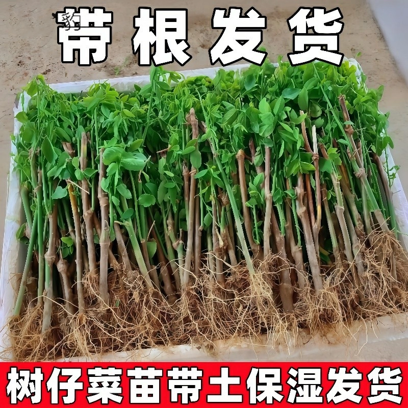 广东潮汕新鲜树仔菜苗盆栽树仔菜苗海南野菜苗绿植苗泰国枸杞带根