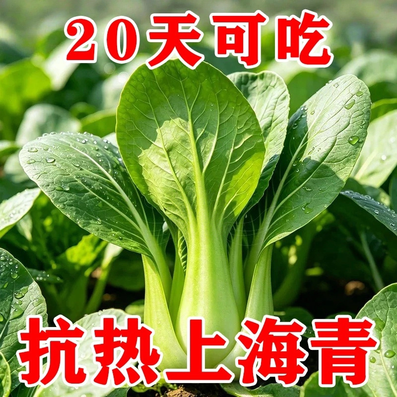 上海抗热605小白菜种子四季播