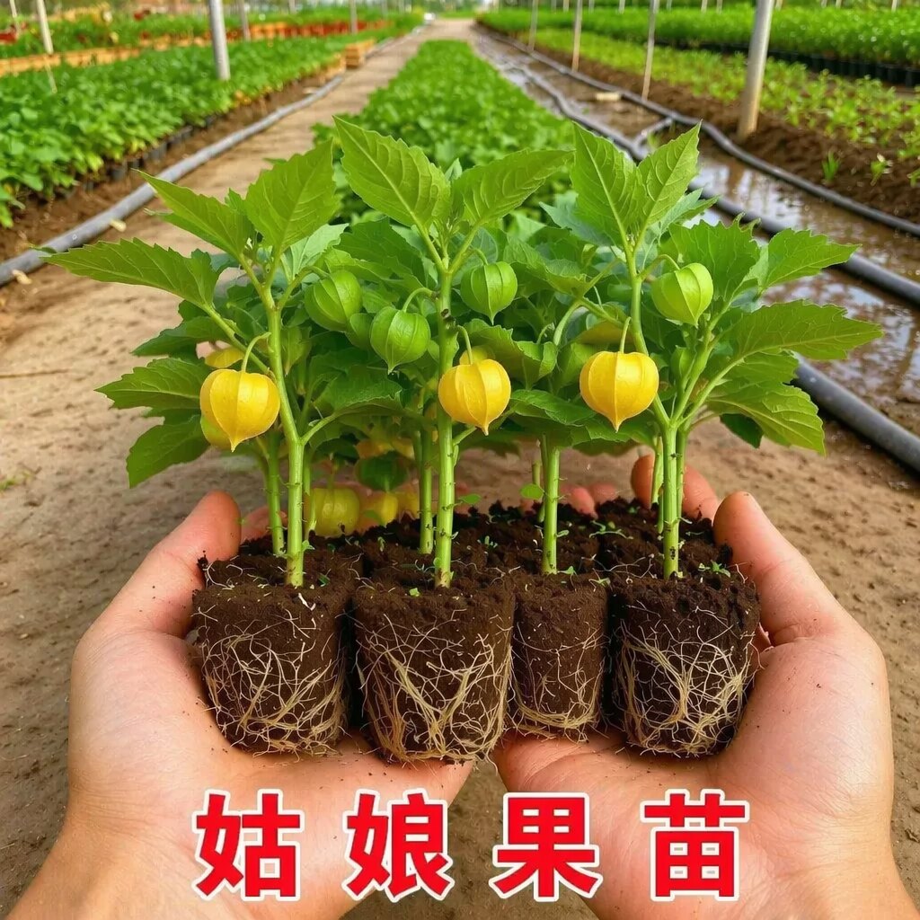 正宗东北超甜带土姑娘果苗
