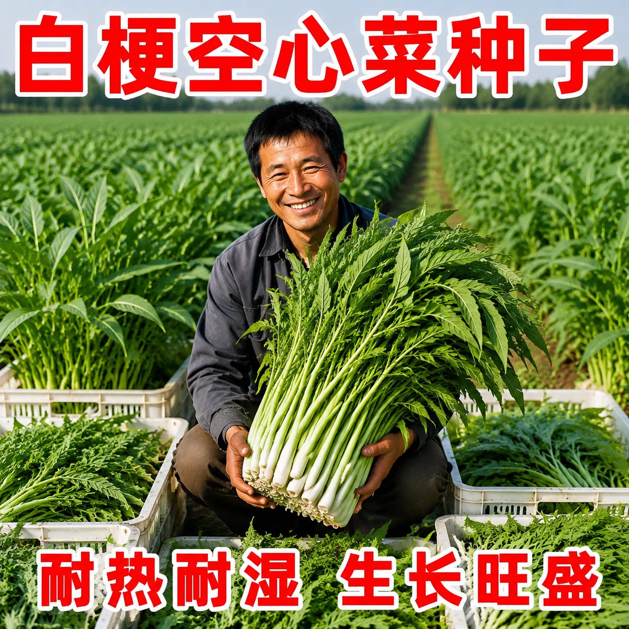 白梗柳叶空心菜种子高产阳台