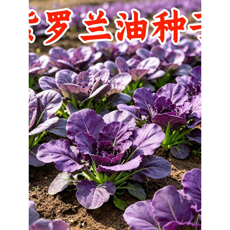 紫罗兰油菜种子紫妃上海青四季农家蔬菜种子大全特色小青菜种子籽
