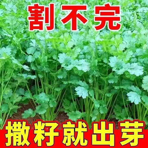 耐寒速生小叶香菜芫荽种子