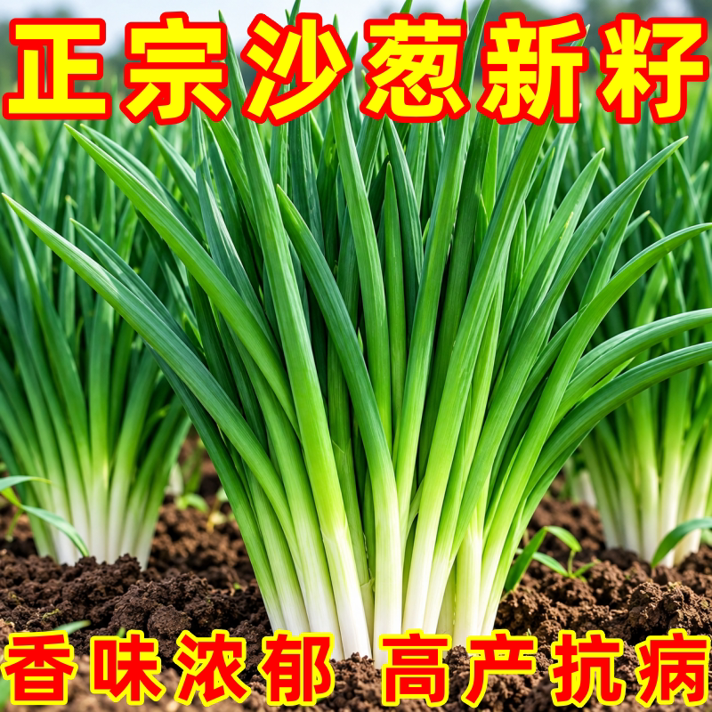 内蒙古新鲜沙葱种子根苗四季播