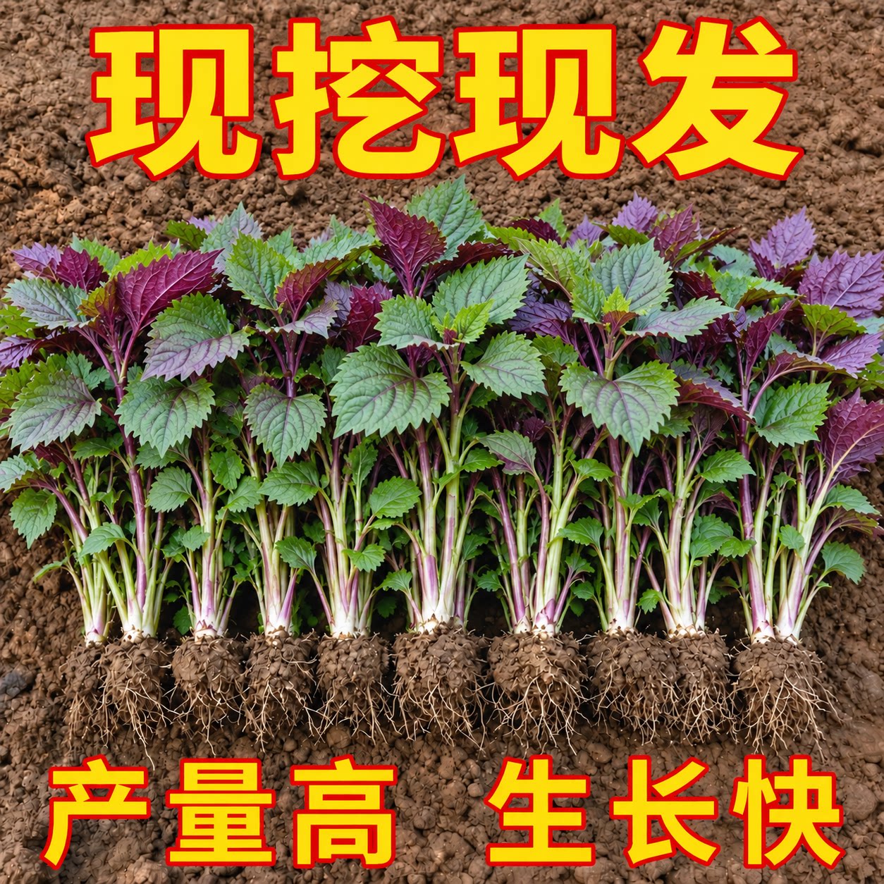 食用紫苏苗20棵带土四季盆栽