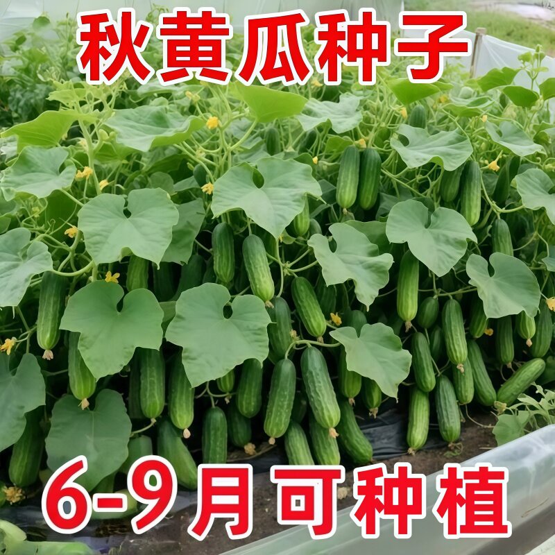 四季阳台盆栽水果黄瓜种子