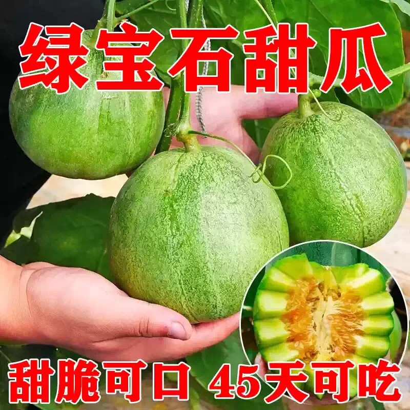 绿宝石甜瓜种子早熟高产香瓜