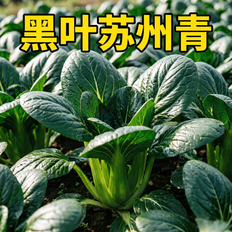 新种矮脚苏州青菜籽四季可播