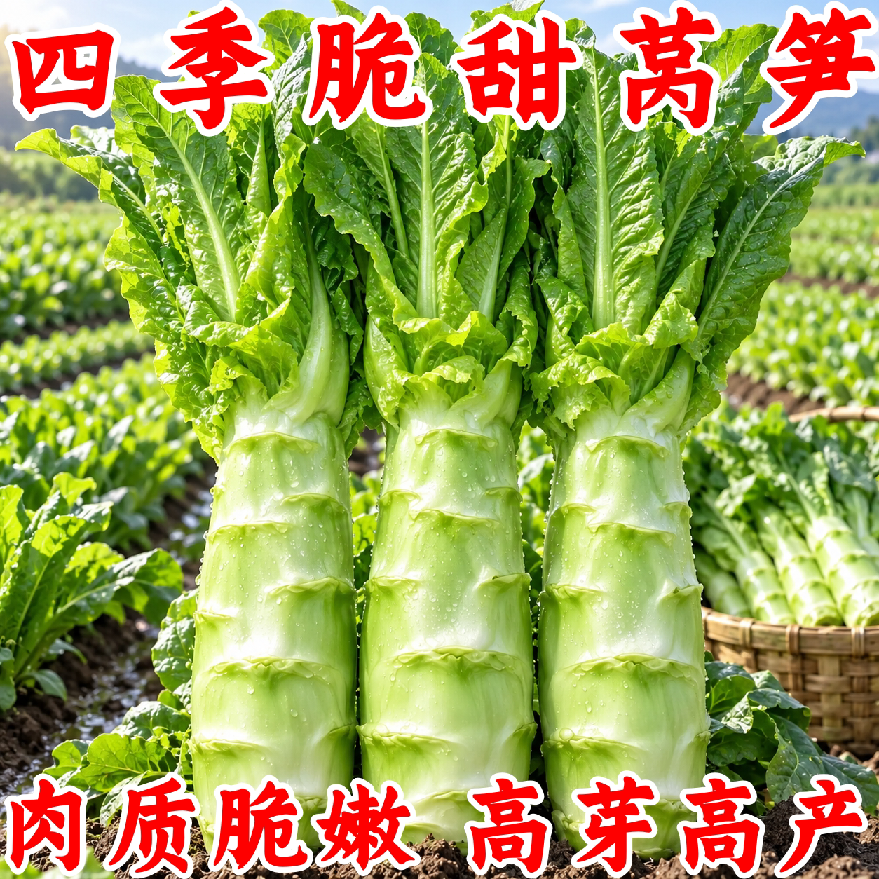 泰国罗汉莴笋种子四季耐热农家