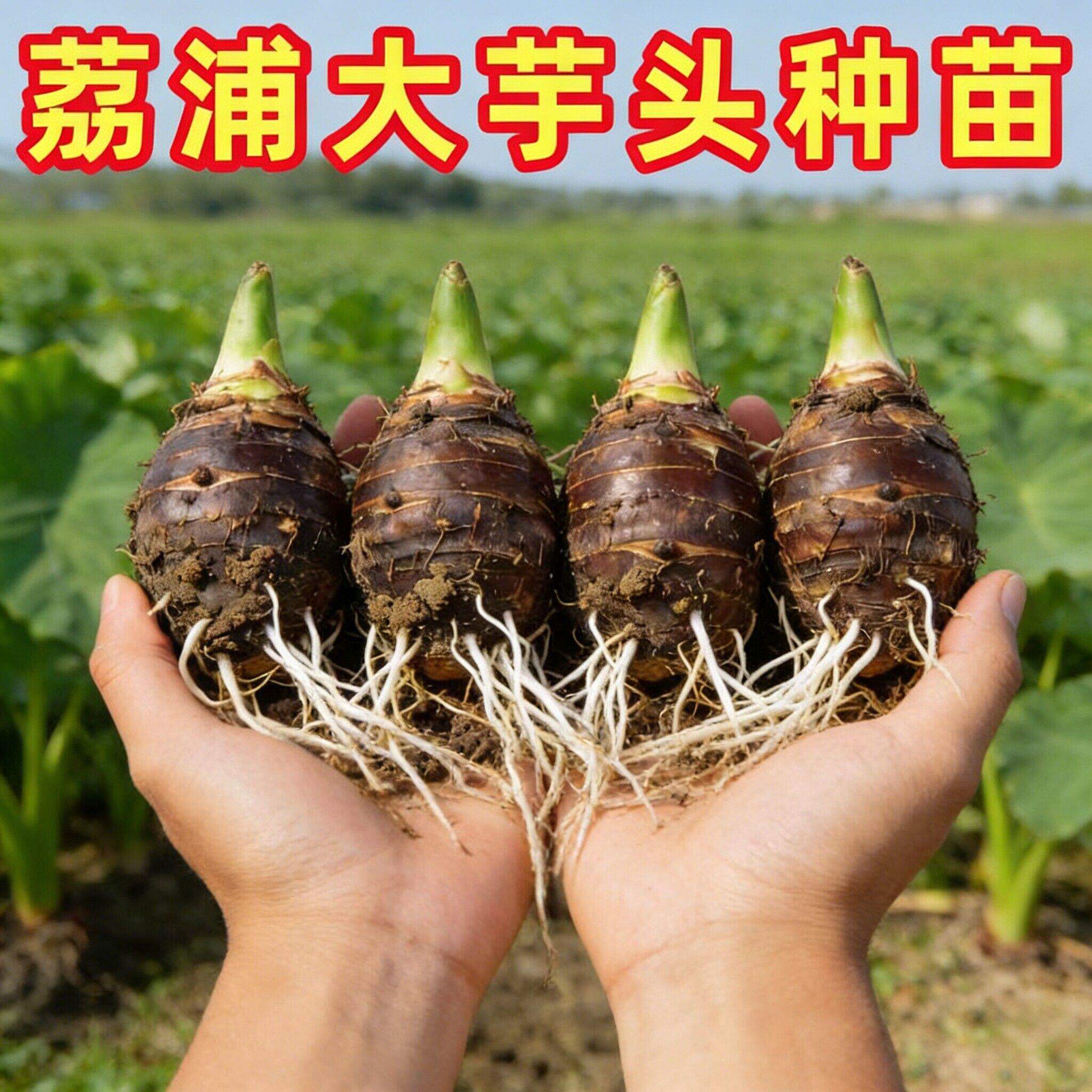 【带根带芽】正宗广西桂林荔浦香芋头种植苗槟榔芋紫藤新鲜芋头苗