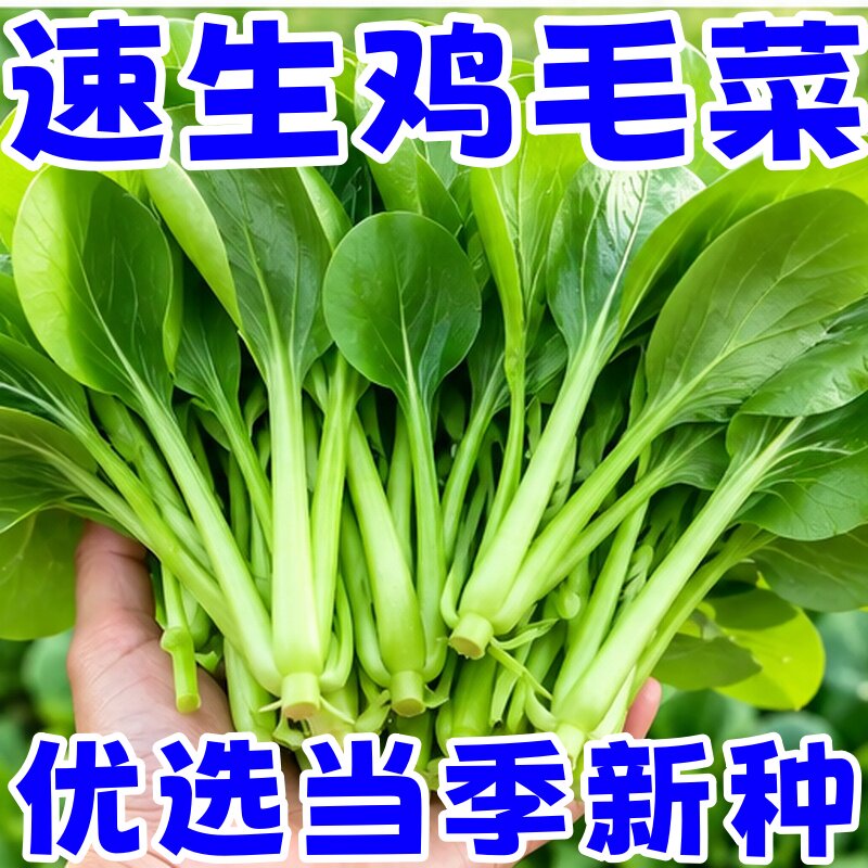 四季速生小白菜种子阳台盆栽