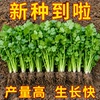主图