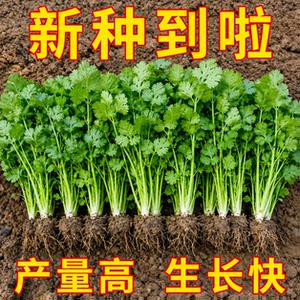 山东速生小叶香菜种子四季播