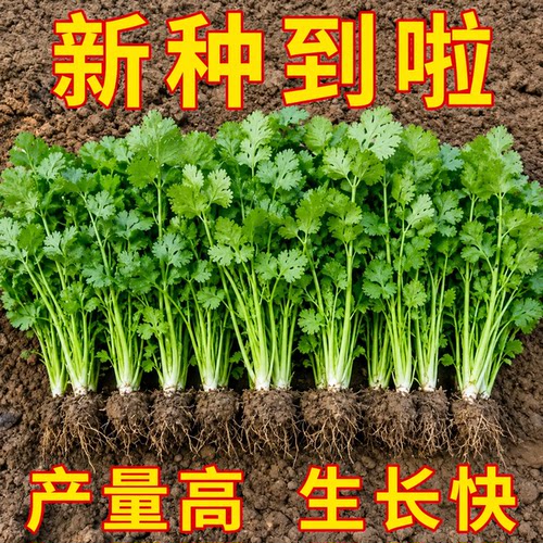山东速生小叶香菜种子四季播