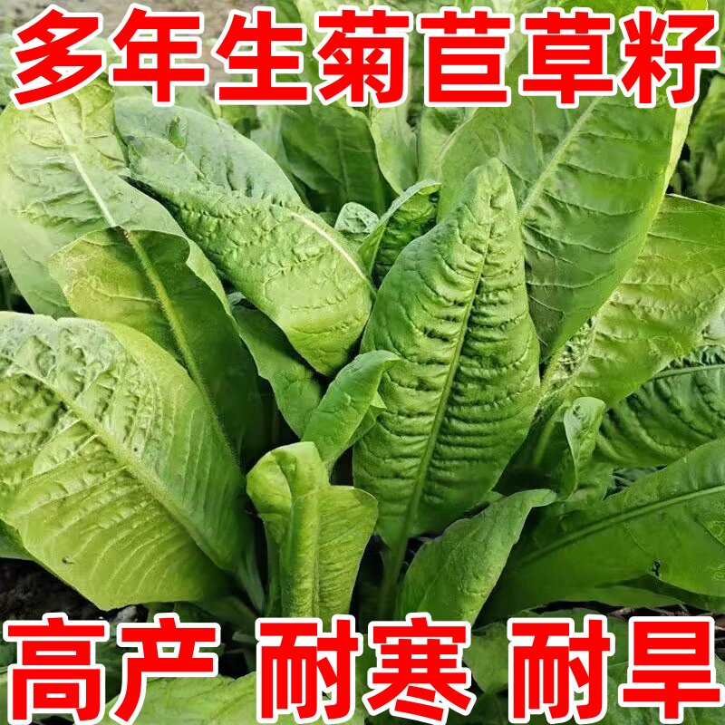 大叶多年生菊苣牧草种子四季播