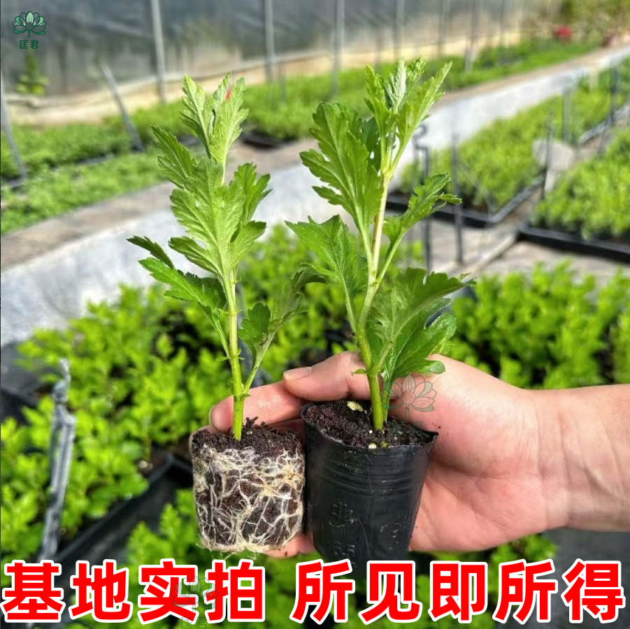 四季开花耐寒耐热菊花苗盆栽
