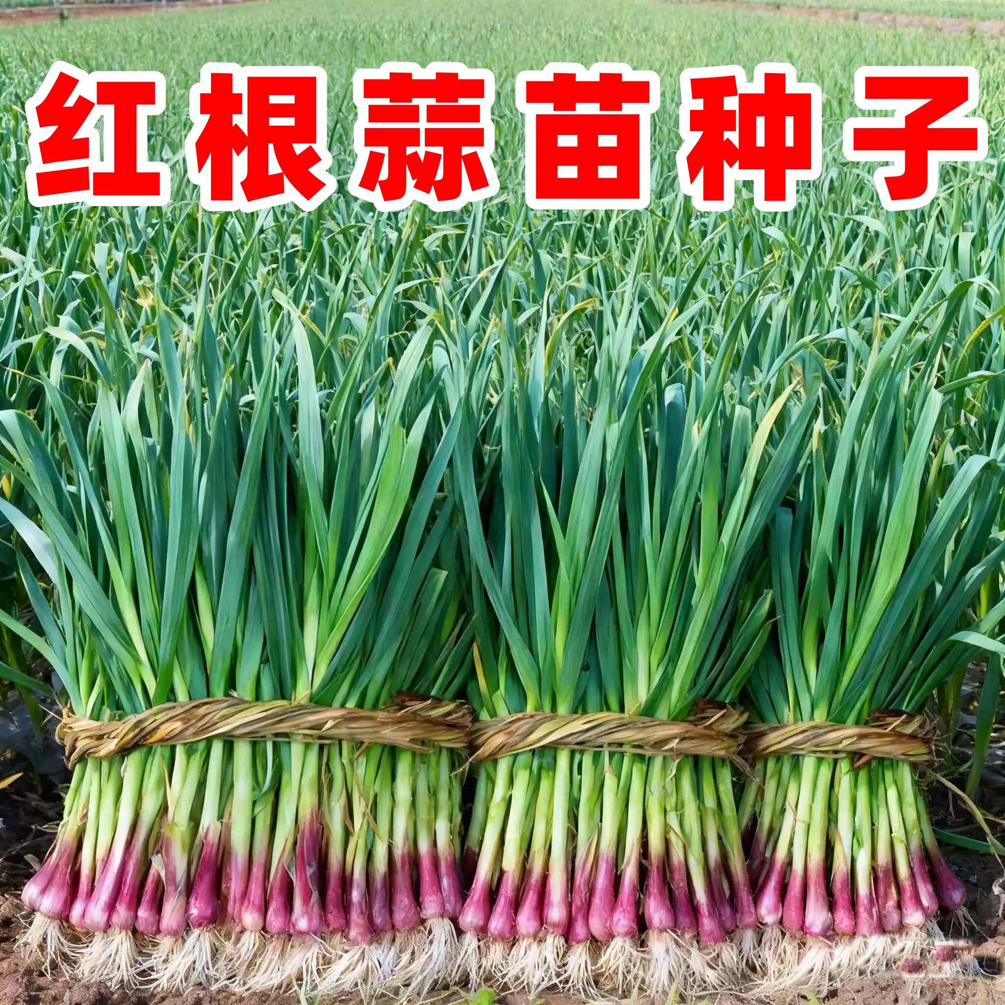 四季香蒜种子红根宽叶紫皮