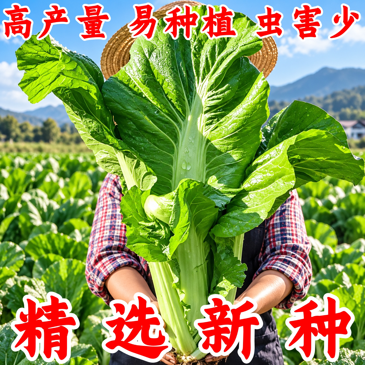 早熟高产抗病甜芥菜种子