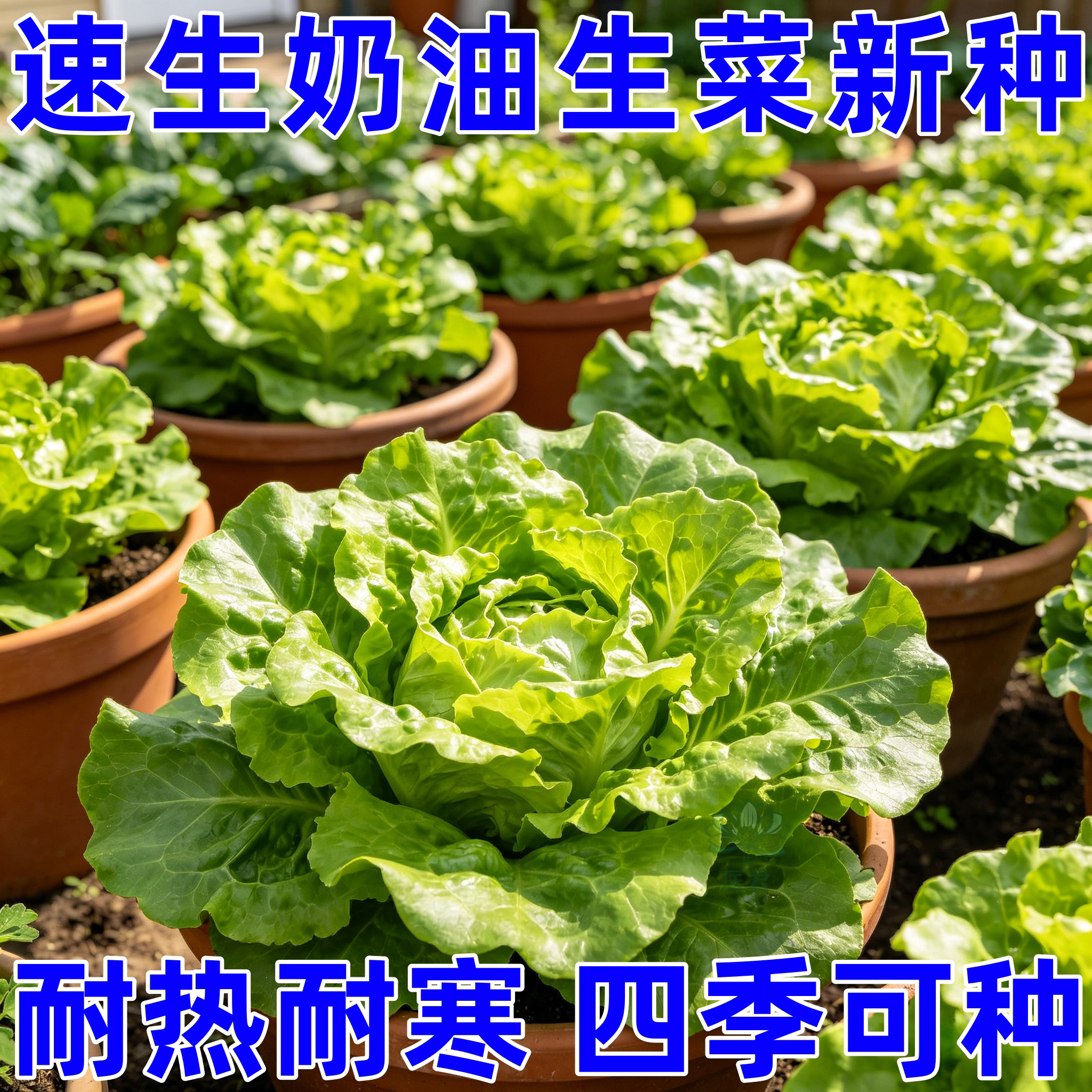 奶油生菜种子农家自种甜脆多汁