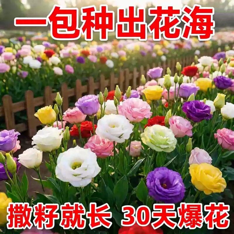 进口重瓣洋桔梗花种子混色易活