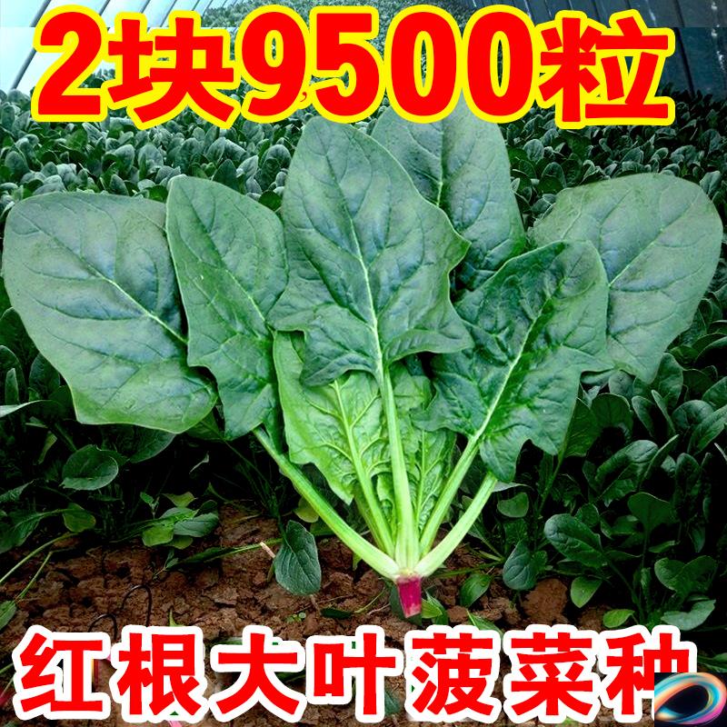 红根大叶菠菜籽种耐热耐寒杂交菠菜种子阳台种植蔬菜种孑秋播越冬