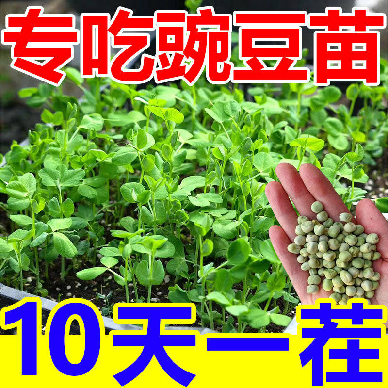 【割完又长】正品无须豌豆苗种子特大豌豆尖可水培芽豌豆尖芽种子