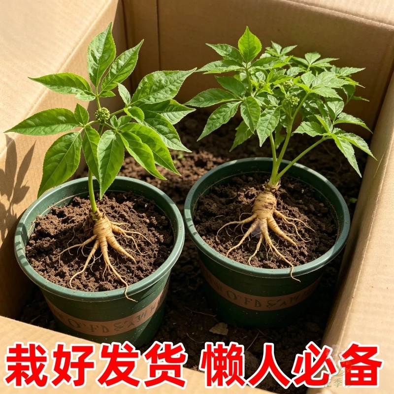 长白山人参活苗盆栽带土易活