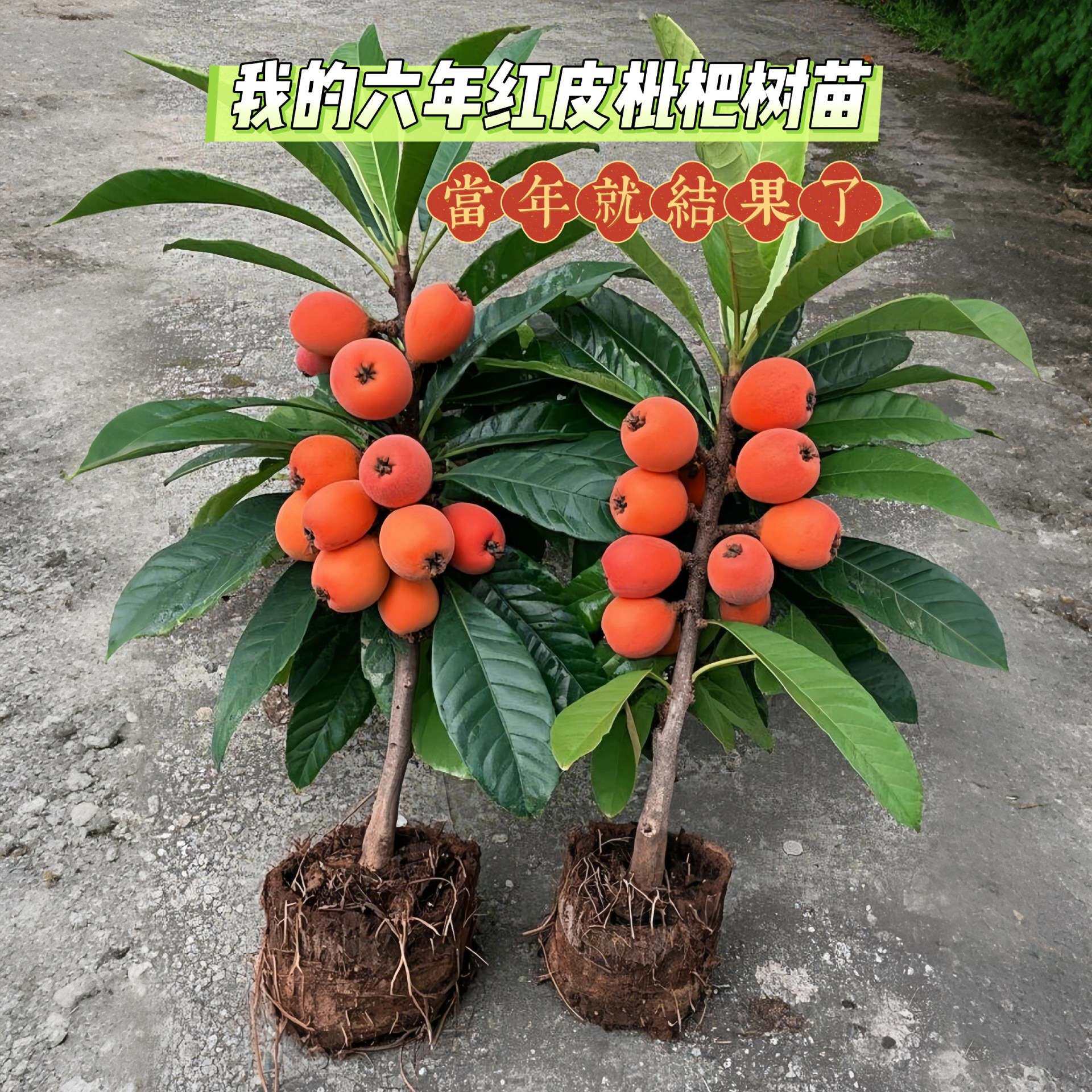 嫁接枇杷苗树室外庭院盆栽无核砂糖枇杷夏季果树果苗种植苗南北方