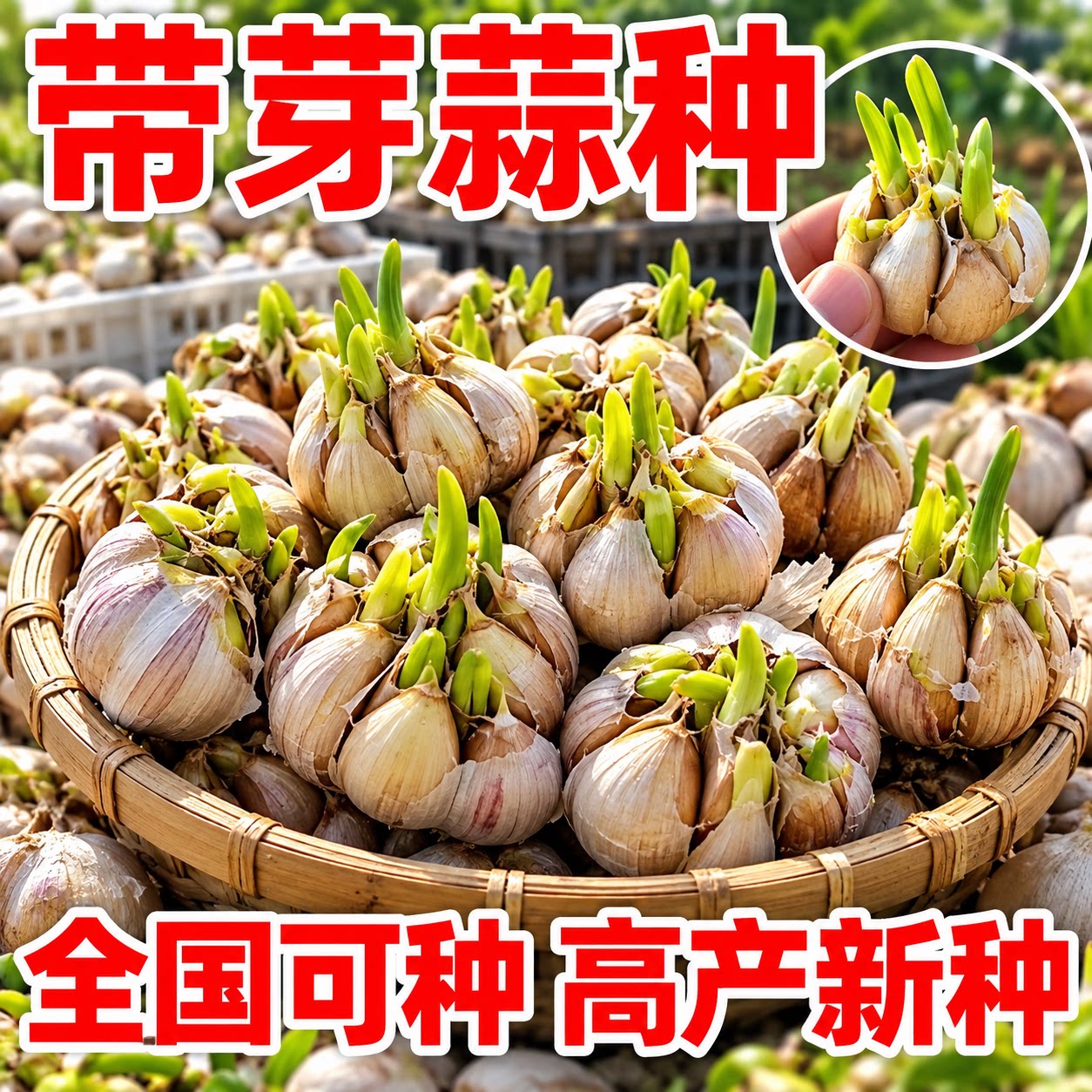 四季大蒜种子红皮紫皮蒜苗种籽