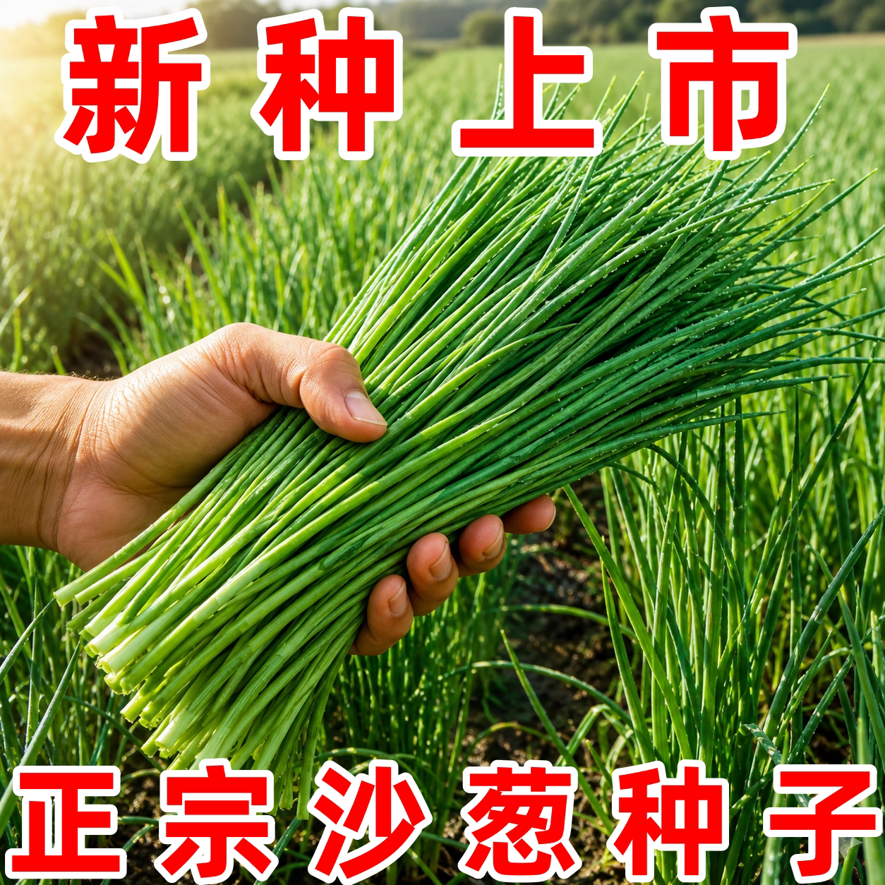 内蒙古野生沙葱种子四季阳台种植