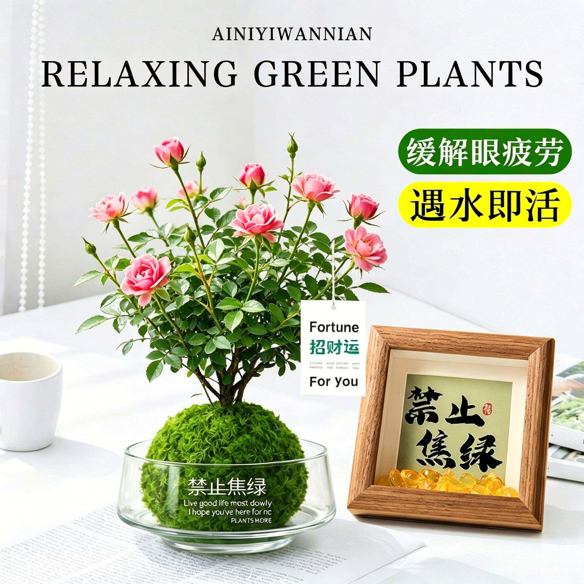 桌面月季玻璃水培微景观好养