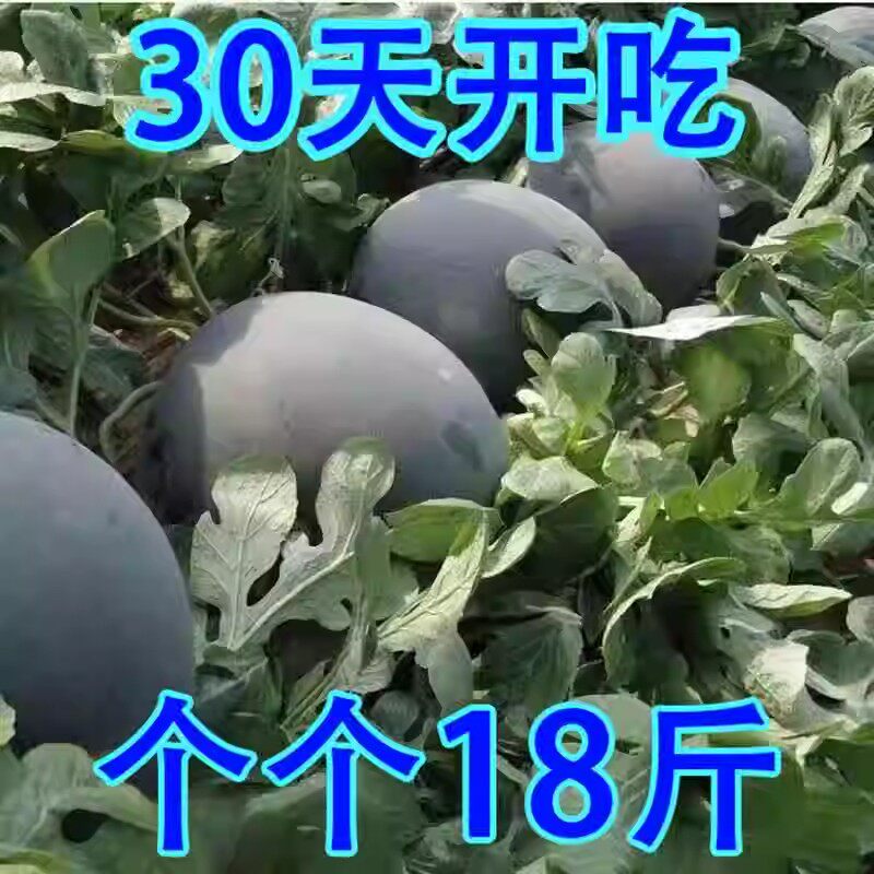 超甜无籽西瓜种子黑皮高产薄皮红心西瓜种籽早熟水果种孑春季播