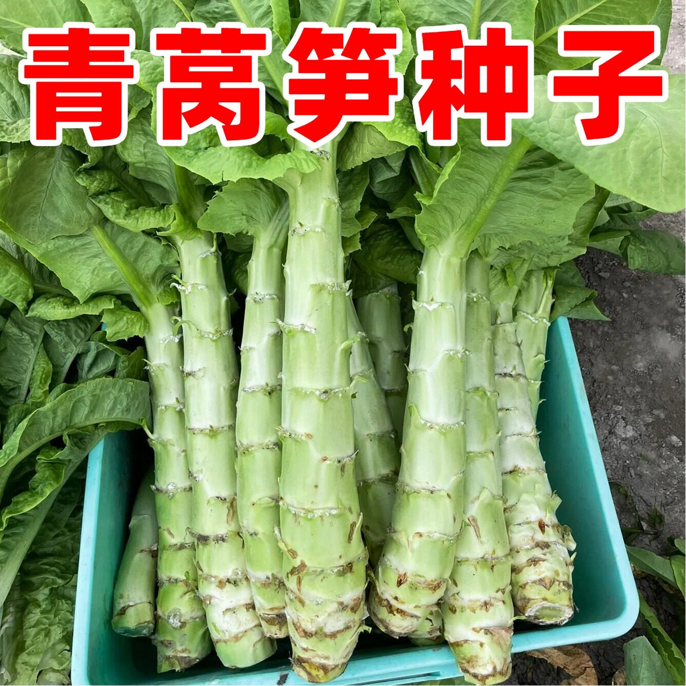 莴苣莴笋种子四季阳台盆栽