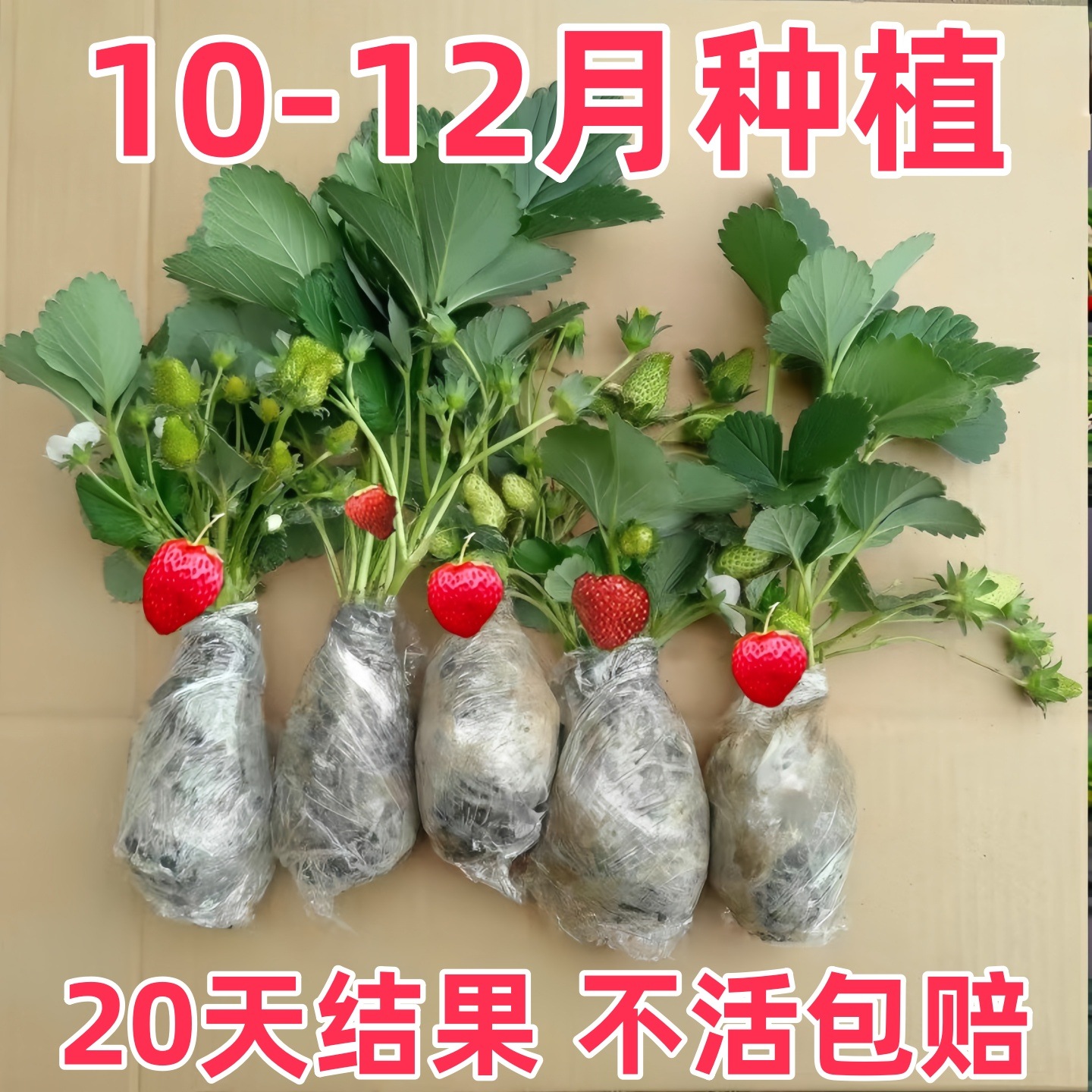 草莓苗带花带果盆栽四季种子籽