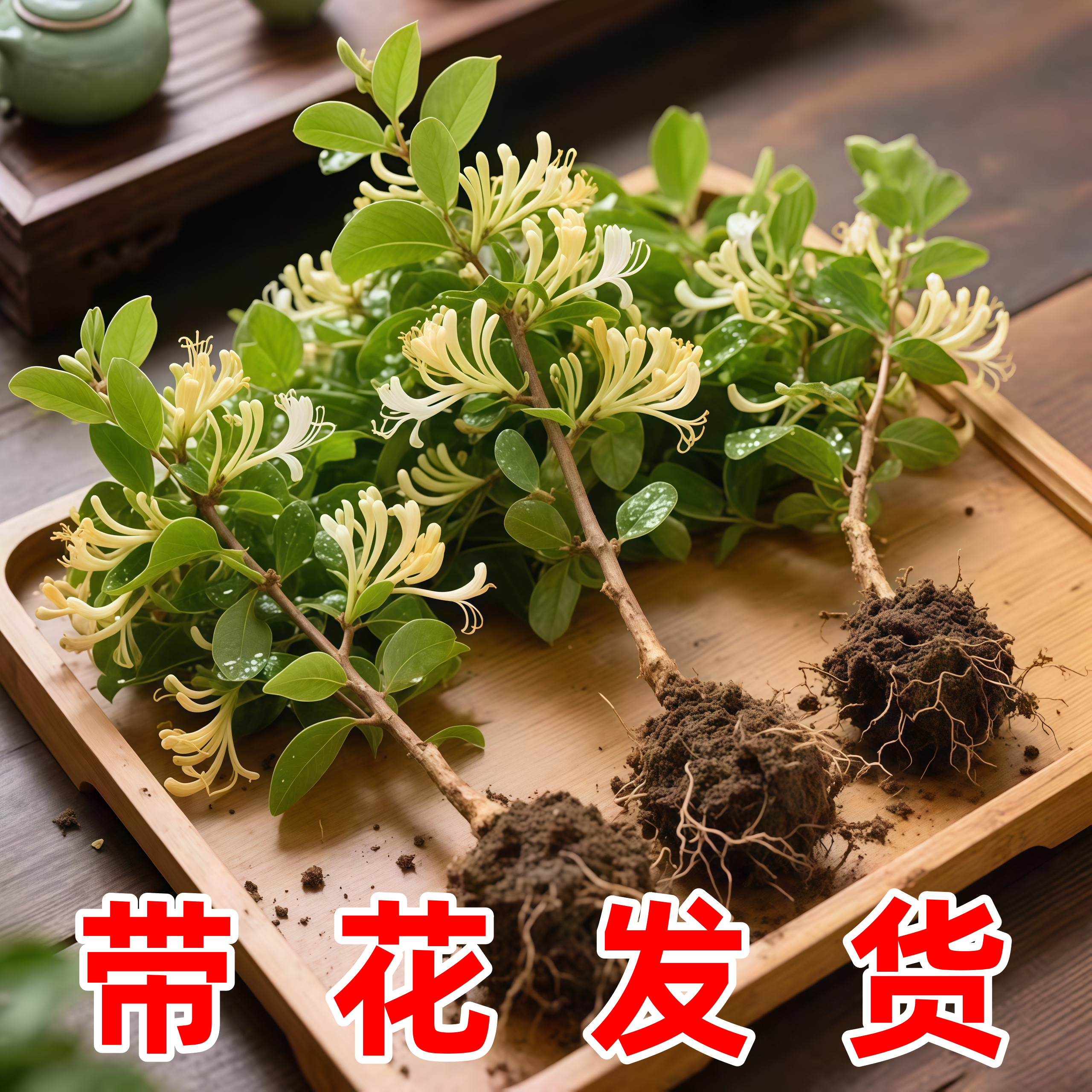 金银花盆栽树苗四季开爬藤观赏