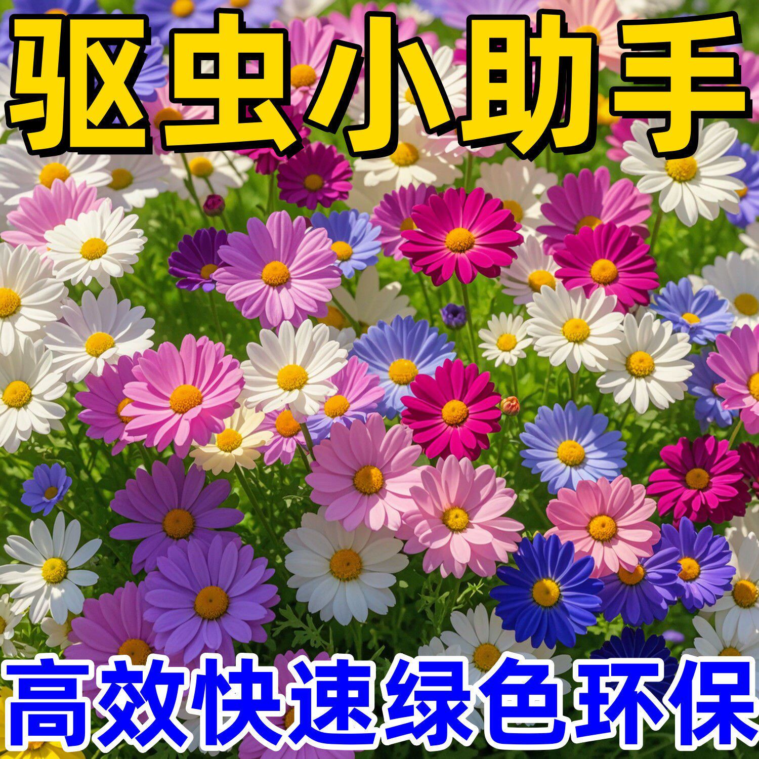 除虫菊种子小雏菊花种籽室内阳台驱蚊草花卉种孑种植四季播种开花