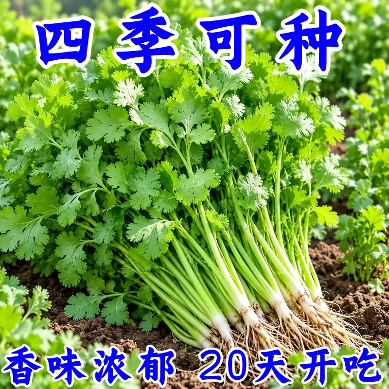 四季速生香菜种子农家种浓香