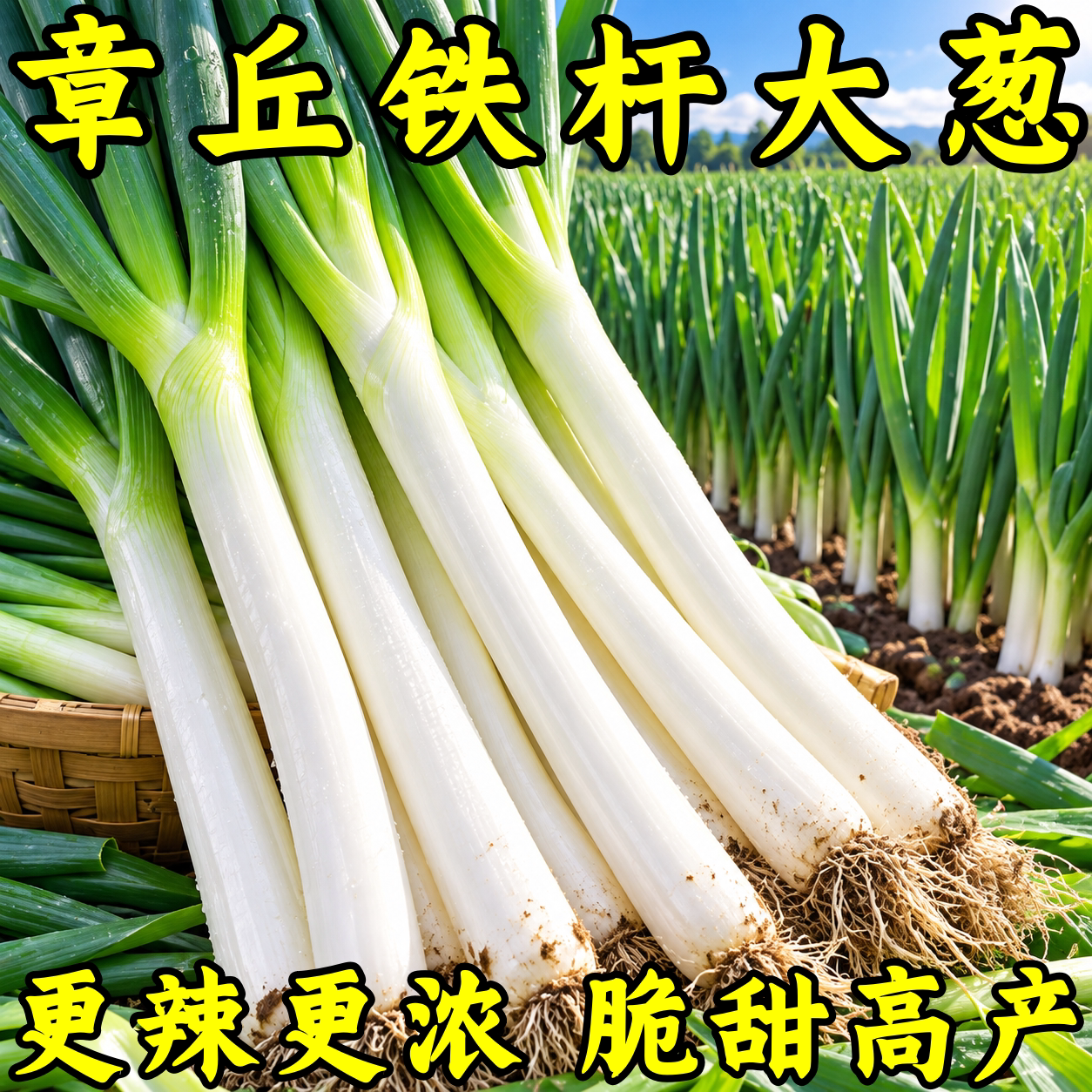 章丘铁杆大葱种子耐寒耐旱高产