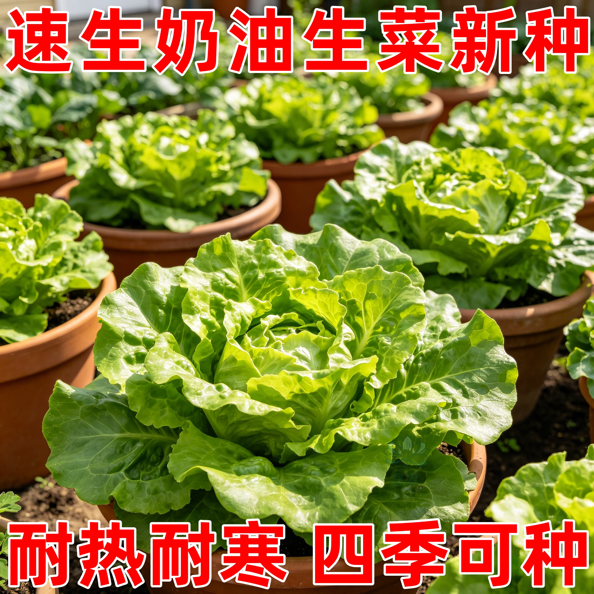 奶油生菜种子农家自种甜脆多汁