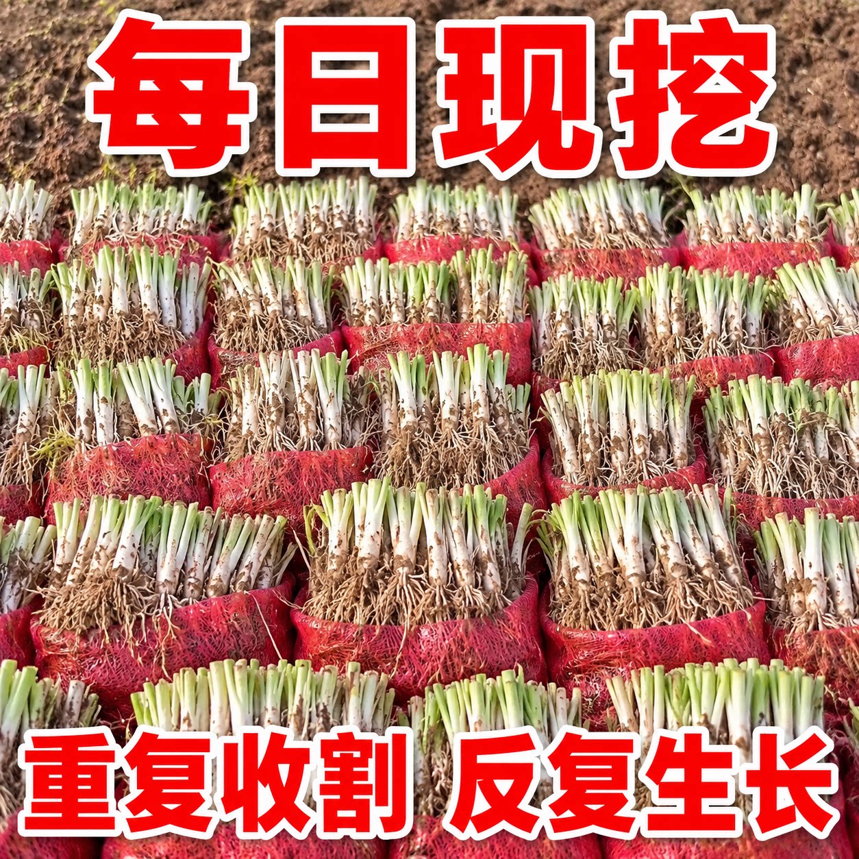 山东寿光现挖带土小叶韭菜根苗