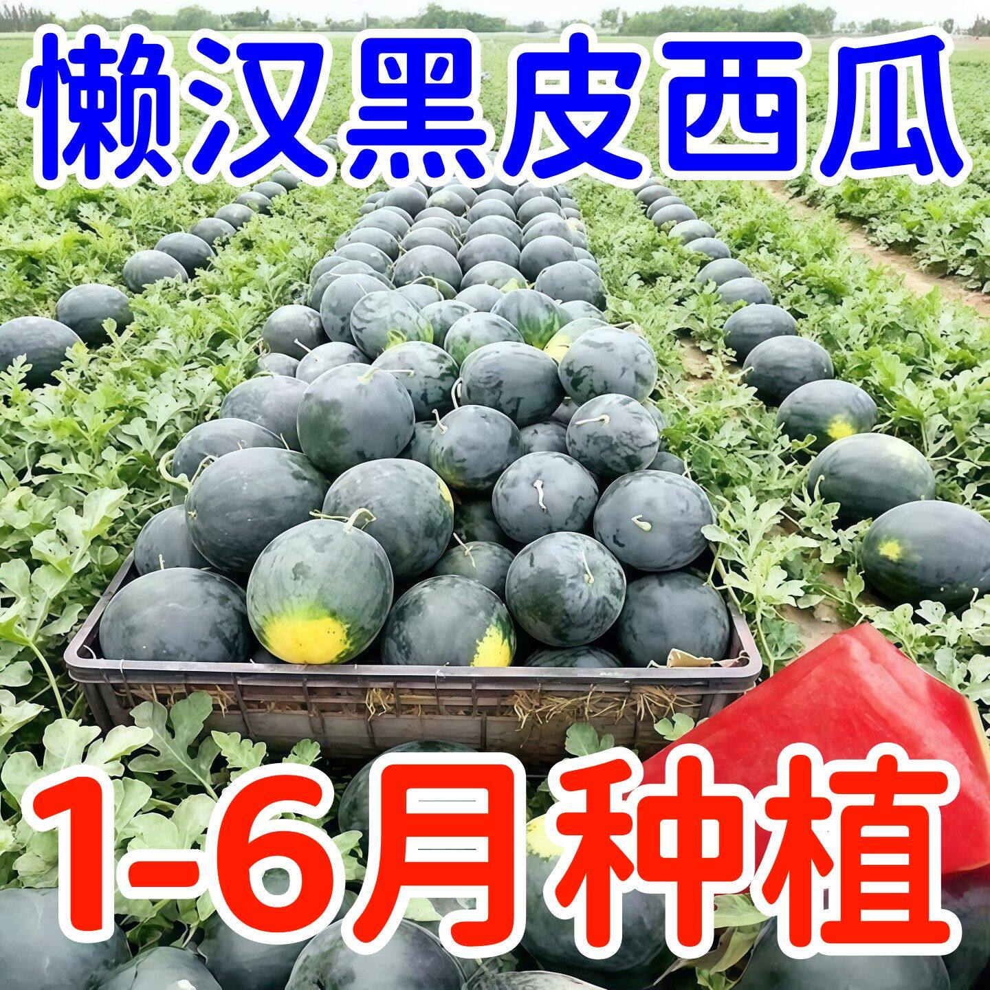 黑皮无籽超甜高产早熟西瓜种子