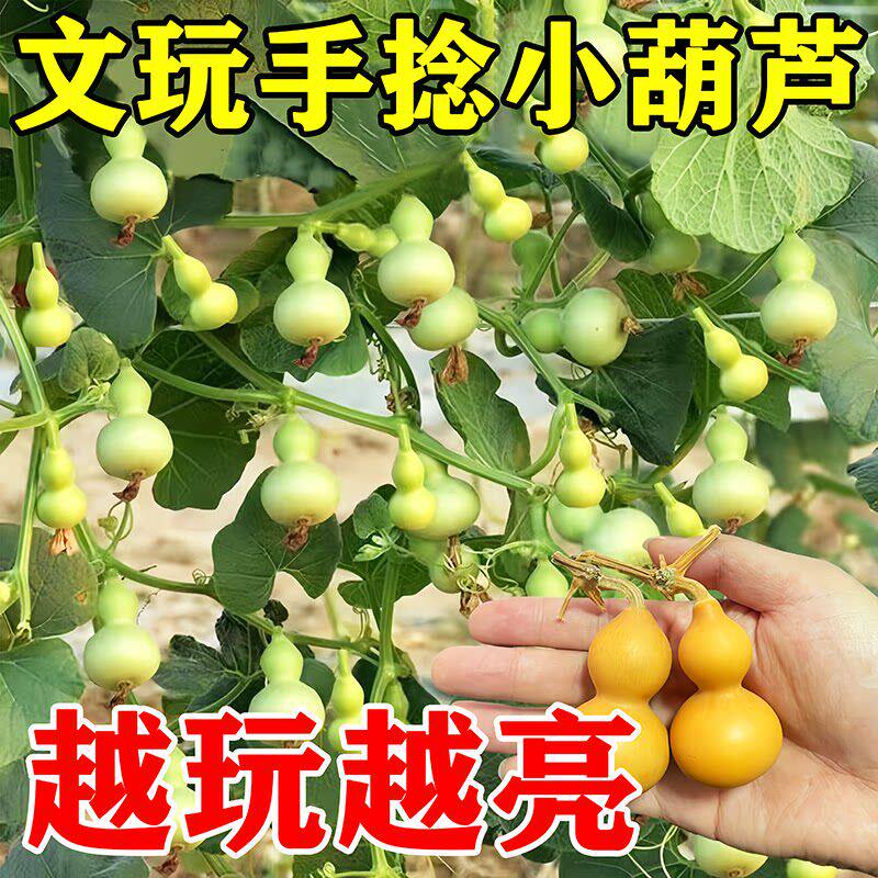 文玩手捻葫芦种子特小种籽美式小葫芦种籽春季四季特色蔬菜种子