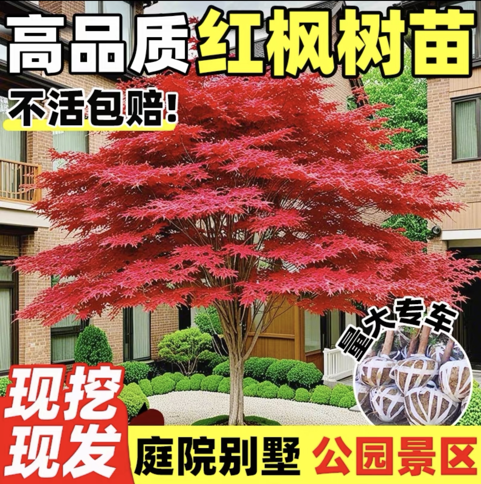 红枫枫树常年庭院公园盆景老桩中华红枫四季盆栽耐寒带红枫叶发货