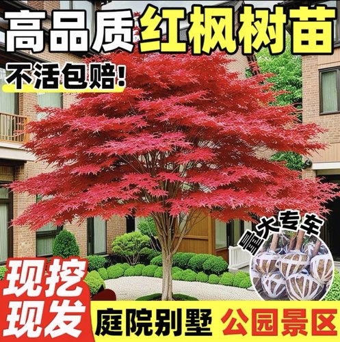 红枫枫树常年庭院公园盆景老桩中华红枫四季盆栽耐寒带红枫叶发货