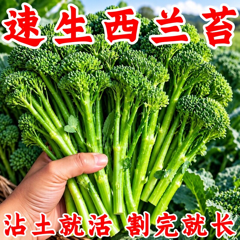西兰苔种子四季可种包活高产