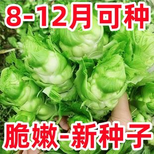 今年新种儿菜种子四季播种娃娃菜抱子芥菜春秋季蔬菜种子早熟易种